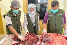 Dinas Pertanian Lubuk Linggau Cek Penyembelihan Hewan Kurban Antisipasi Cacing Hati
