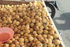 Mulai Musim Duku Harganya Rp 20.000 Per Kg 