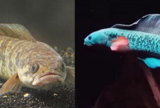 Jangan Sampai Salah Beli, Inilah 4 Perbedaan Ikan Gabus dan Ikan Channa yang Perlu Diketahui