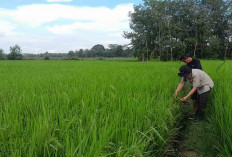 Temukan Hama Walang Sangit di Tanaman Padi, Ini yang dilakukan PPL dan Petani di Musi Rawas 