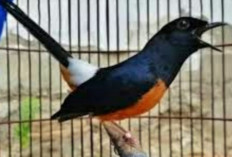 Resep Pakan Burung Murai Batu Murah Meriah Ciptakan Hasil Cuan yang Cerah