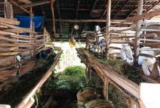 Perawatan Kambing yang Tepat, Kunci Sukses Peternak di Musi Rawas