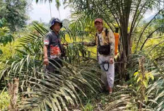 Kebun Kelapa Sawit Rakyat Terluas di Muara Kelingi 15.720 Hektare
