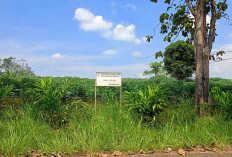 Telat Mengajukan Proposal Sekolah Rakyat di Lubuk Linggau dibangun Tahun Depan