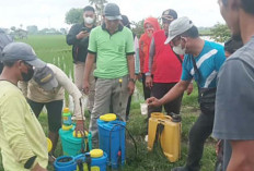 Untuk Mengendalikan Hama WBC Para Petani Desa Mataram Musi Rawas  Bersama Dengan POPT dan PPL Lakukan Gerdal