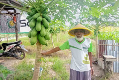 Petani Desa Wukirsari Sukses Kembangkan Budidaya Pepaya Calina