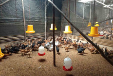 BUMDes Lesung Batu Muratara Ternak Ayam Kampung