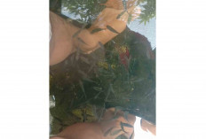 Kreatif, Warga Tugumulyo Musi Rawas Raup Cuan dari Jual Ikan Terapi