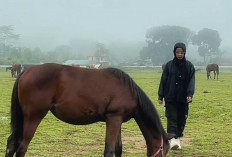 Bukit Ambacang Bukittinggi, Pesona Alam dan Keindahan Panorama yang Memukau 