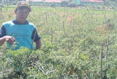 Harga Anjlok, Petani di Musi Rawas Tetap Semangat Tanam Cabai