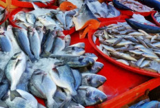 Inilah 12 Keindahan Aneka Jenis Ikan Laut di Dunia