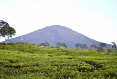 Berikut Keindahan Gunung Dempo yang Wajib Kamu Kunjungi