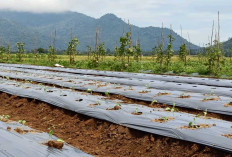Petani Musi Rawas Berinovasi Menanam Tanaman Dataran Tinggi di Lahan Persawahan, Ini Caranya