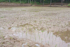 Petani Desa Satan Indah Jaya Mulai Tanam Padi