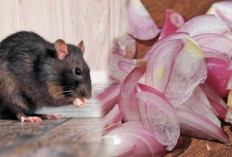 Ini Bisa Diterapkan di Rumah, 10 Cara Alami dan Efektif Mengusir Tikus dengan Bawang Merah