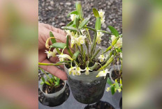 Anggrek Mini Dendrobium Pachyphyllum, Kecil namun Memikat Bisa Kalian Dapati di Musi Rawas
