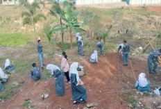 SMAN 8 Lubuk Linggau Giatkan Kegiatan Kokurikuler Budidaya Bibit Cabai