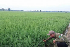 Memasuki Musim Pancaroba, Petani Selalu Diingatkan Dengan Timbulnya Penyakit Blas