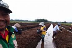 Petani di Musi Rawas Beralih Tanam Bawang Merah, Ini Alasannya 