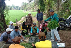Atasi Hama dengan Pestisida Nabati, Begini Cara Membuatnya