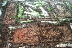 Budidaya Jangkrik, Warga Desa Tegalrejo Musi Rawas Berhasil Raup Jutaan Rupiah Perbulan