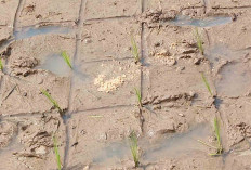 PPL Air Lesing Musi Rawas Anjurkan Pengendalian dengan 6T