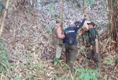 Resahkan Warga Kuto Tanjung BKSDA Akan Memasang Kandang Jebak Untuk Evakuasi Harimau