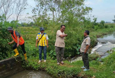 Tanggul Jebol di Sukorejo Musi Rawas akan Dibangun Permanen, Petani: Kalau Bisa Juni Sudah Actions