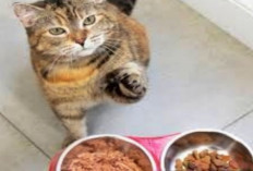 Mengapa Kucing Tidak Menghabiskan Makanannya dan Masih Minta Makan,Yuk Simak Disini