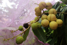 Manfaat Tersembunyi Kelengkeng Buah Ajaib Yang Dapat Meningkatkan Imunitas Tubuh