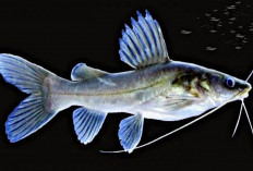 Inilah 3 Jenis Ikan Baung yang ada di Perairan Indonesia 