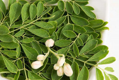 Daun Kelor, Tumbuhan “Ajaib” yang Kaya Akan Manfaat Untuk Kesehatan