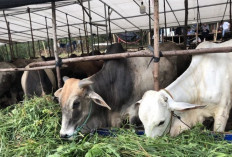 Mengerikan! Modus Penipuan Hewan Kurban Idul Adha 2025 Bikin Rugi Jutaan, Nomor 3 Paling Menjebak