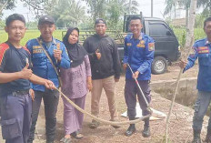 Gerak Cepat Damkar Musi Rawas, Evakuasi 2 Ekor Ular Cobra