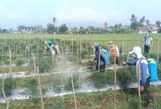Antisipasi Serangan Thrips, Petani di Musi Rawas Didampingi PPL Lakukan Ini