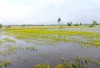 Sawah Rawa Lebak Setiap Musim Ada Masalah, Begini Cara Mengatasinya