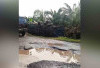 Jalan Nasional Musi Rawas - Muba Banyak Berlubang Seperti Kubangan Kerbau
