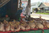 Harga Daging Ayam di Lubuk Linggau Masih Tinggi, Pedagang Mulai Mengeluh