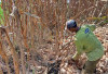 Petani di Desa Wonokerto Lebih Memilih Menanam Jagung, Ini Alasannya