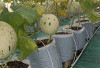 Wajib Dicoba, ini Keunggulan Budidaya Melon dengan Metode Greenhouse