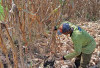 Sulit Dapat Air, Petani di Musi Rawas Ini Pilih Tanam Jagung Pakan Ternak