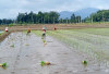 Petani Desa L Sidoharjo Musi Rawas Mulai Proses Tanam Padi