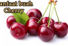 Tak Hanya Manis dan Segar! Ini 5 Manfaat Buah Cherry yang Perlu Diketahui