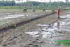 Petani Diminta Lakukan Penanaman Serentak untuk Tingkatkan Hasil Panen 