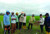 POPT Kecamatan Tugumulyo Bersama Petani Desa F Trikoyo Lakukan Gerdal