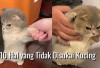 Jangan Salah, Ini 10 Hal yang Tidak Disukai Kucing, Nomer 5 Paling Menyentuh Hati 