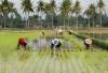 Sumsel Targetkan Cetak Sawah 150.000 Hektare pada 2025