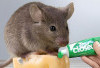 Nyesal Baru Tahu, 10 Bahan Alami untuk Mengusir Tikus Salah Satunya Bisa Pakai Odol Close Up