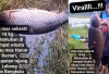 Ikan Mas 18 Kg Ditemukan di Danau Mas Harus Bastari Curup Rejang Lebong, Komentar Rezeki atau Musibah