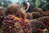Harga TBS Sawit di Musi Rawas Sentuh Rp3.360/Kg, PT SPA 1 Tertinggi
